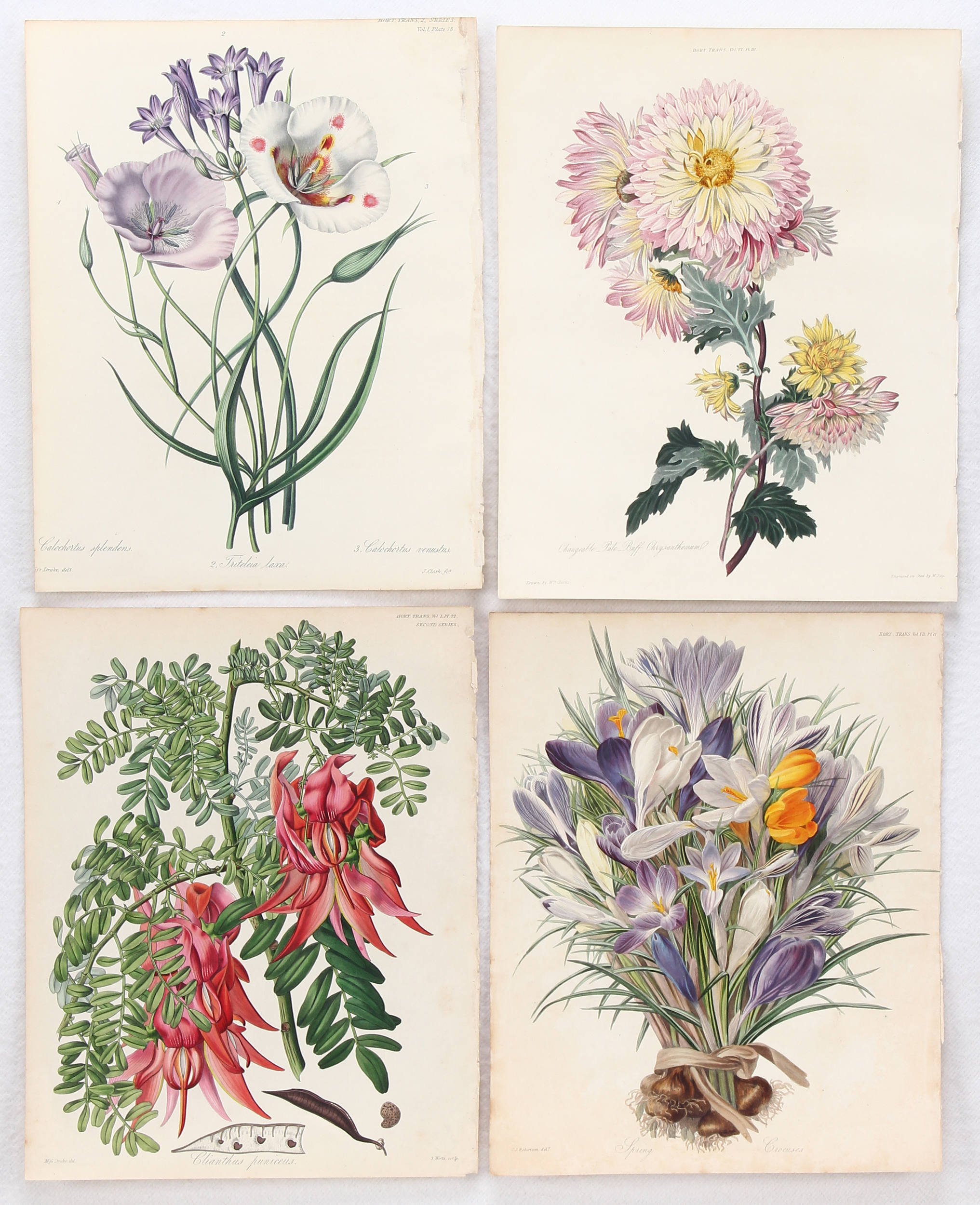 Blumen. 15 Bll. (Horticultural Society)