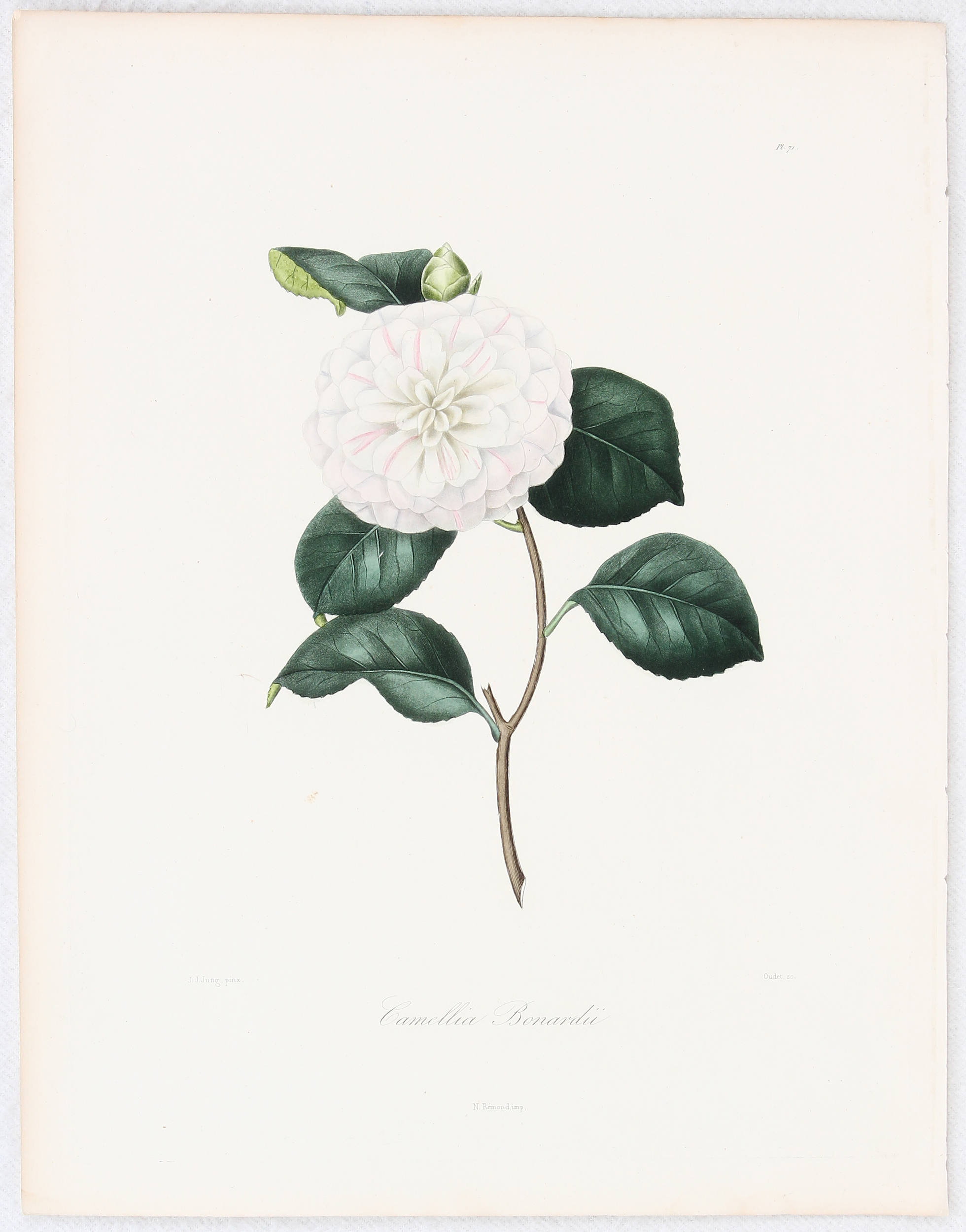 Kamelien. 12 Bll. Jung-Oudet