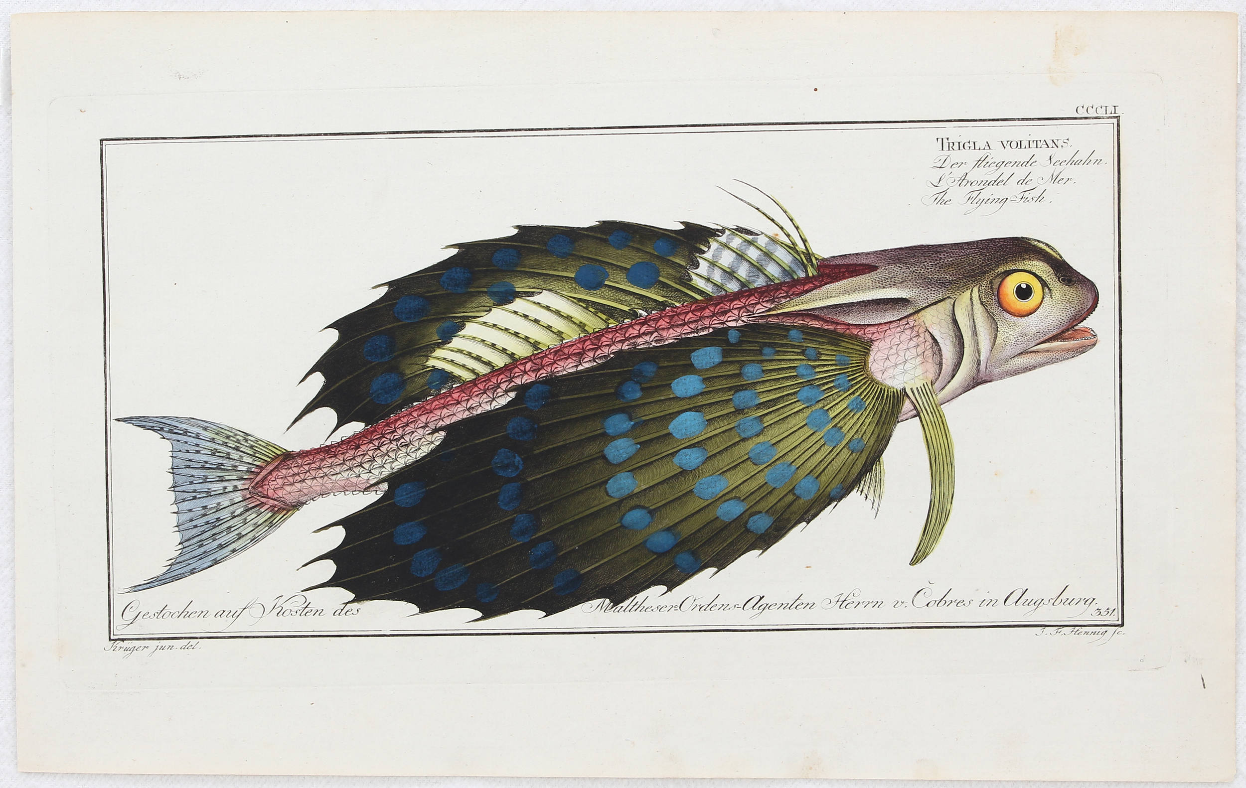 Fische. 18 Bll. (Bloch)