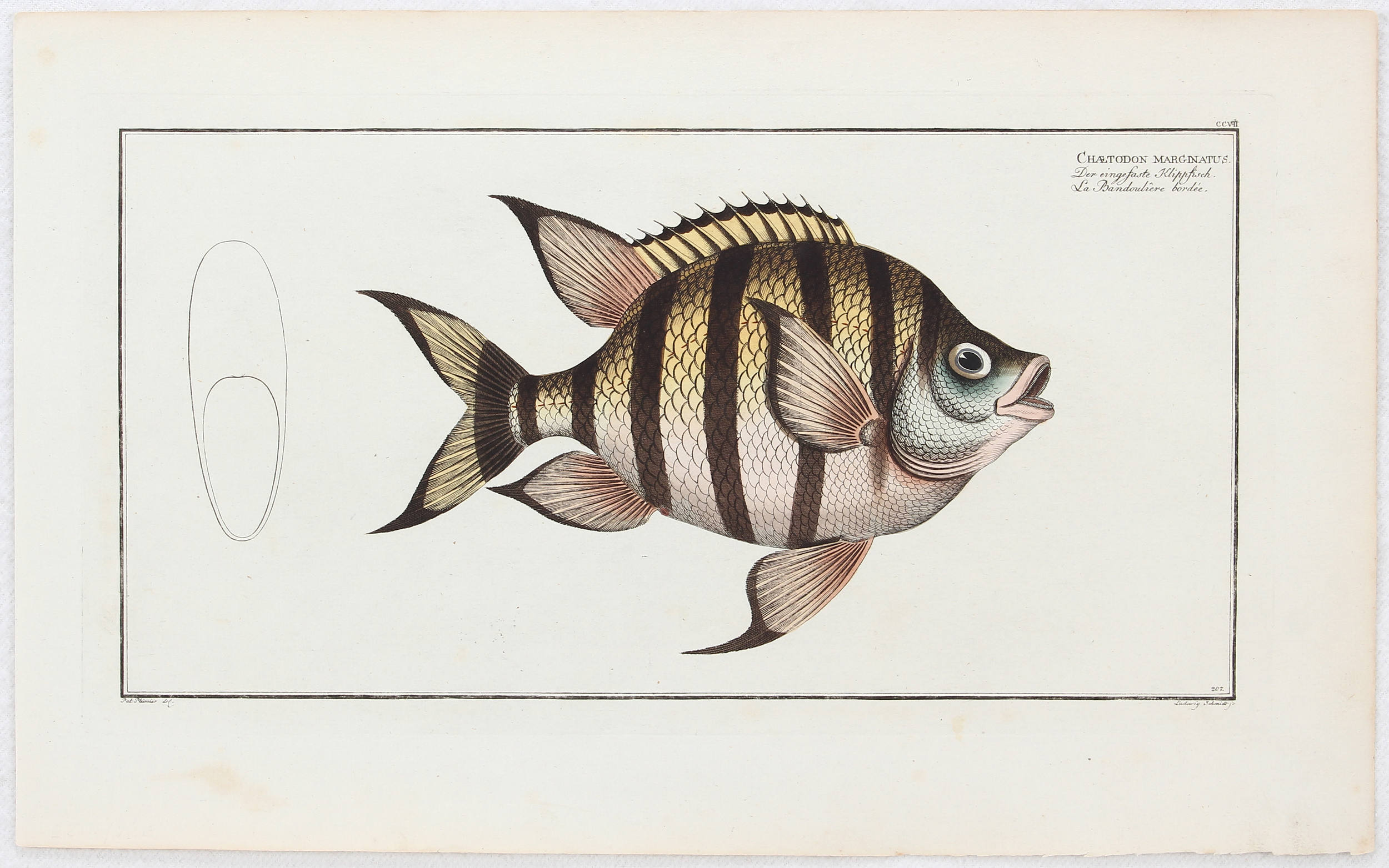 Fische. 18 Bll. (Bloch)