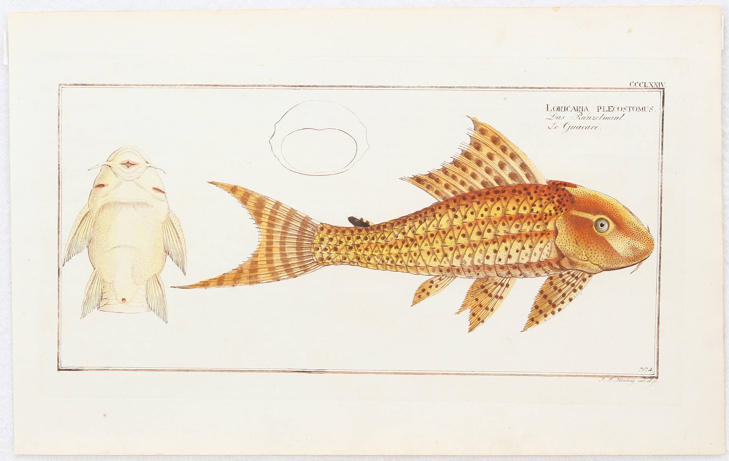 Fische. 18 Bll. (Bloch)