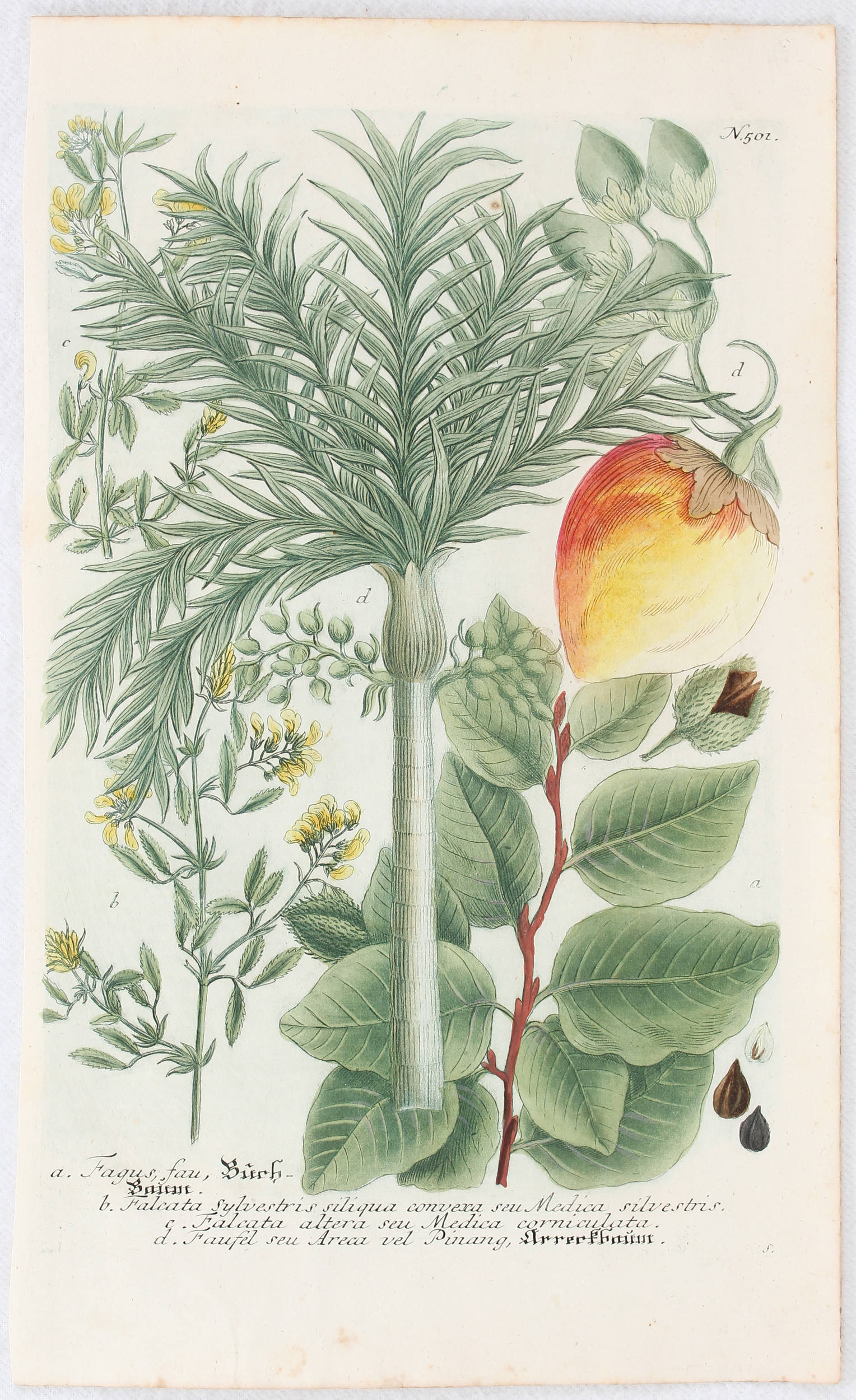 Pflanzen. 10 Bll. (Weinmann)