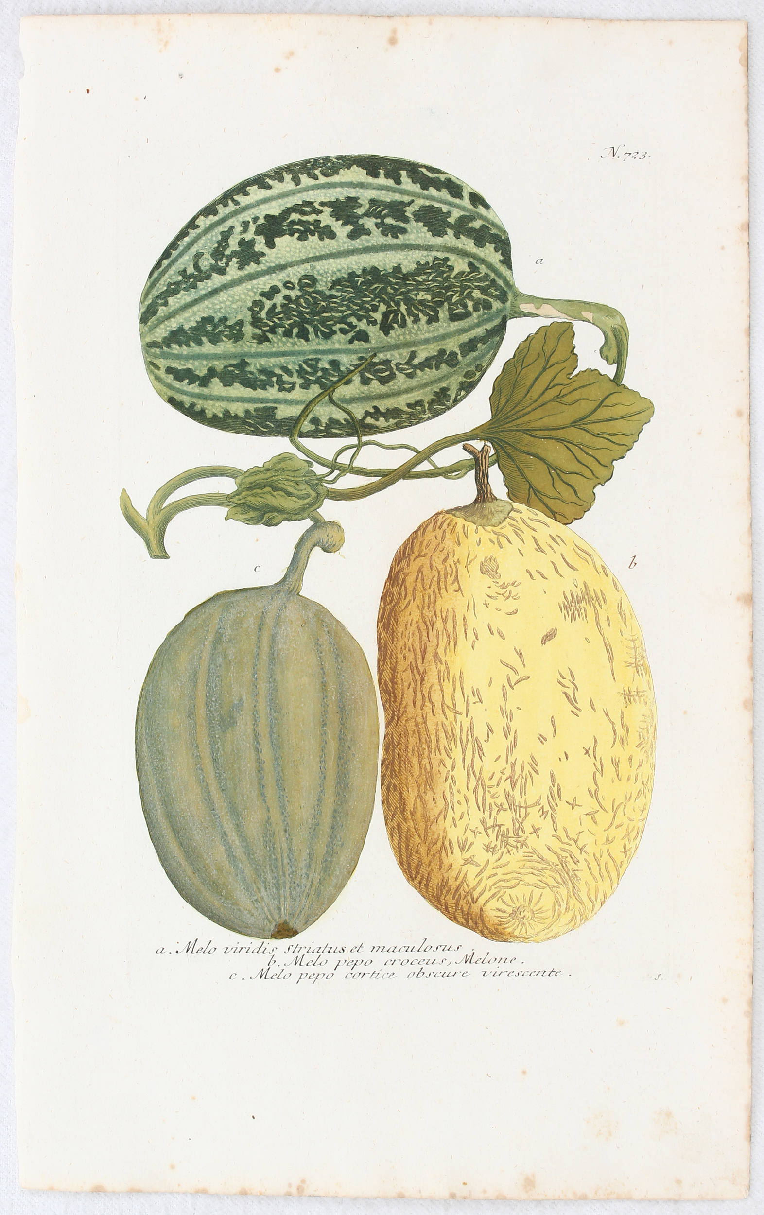 Früchte. 5 Bll. / 6 Bll. (Weinmann)