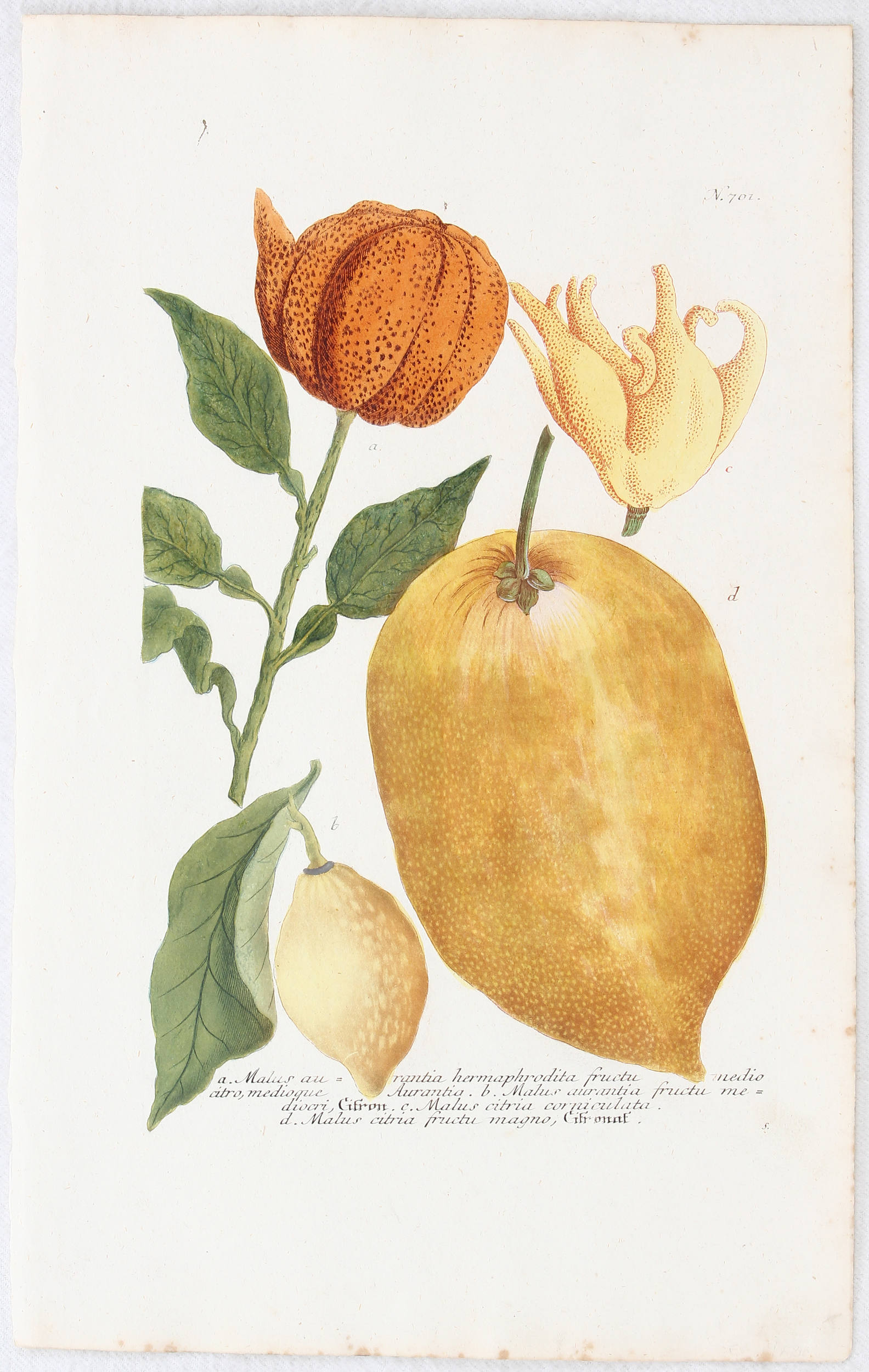 Früchte. 5 Bll. / 6 Bll. (Weinmann)