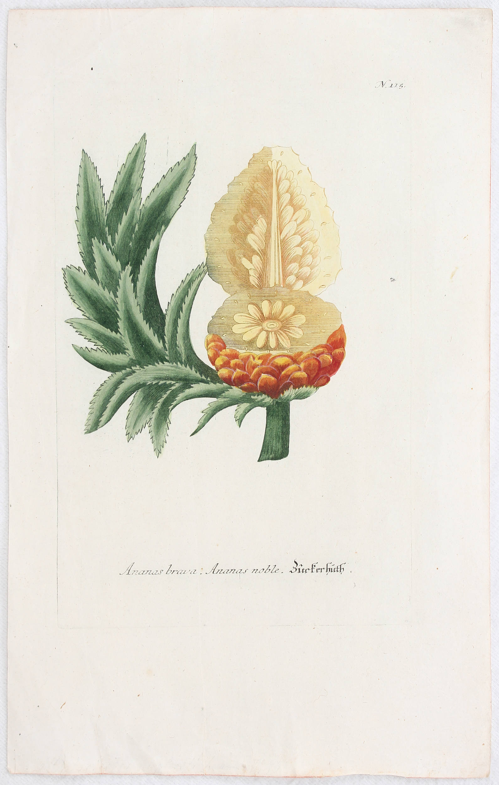 Früchte. 5 Bll. / 6 Bll. (Weinmann)