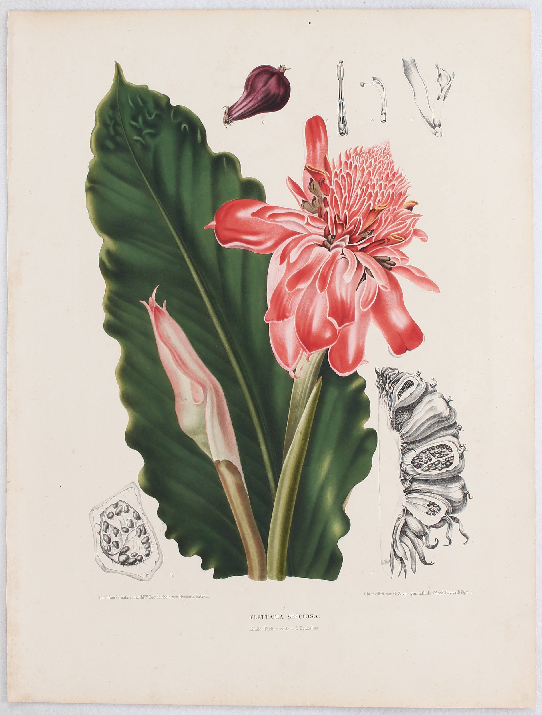 Blumen u. Pflanzen. 12 Bll. Hoola van Nooten