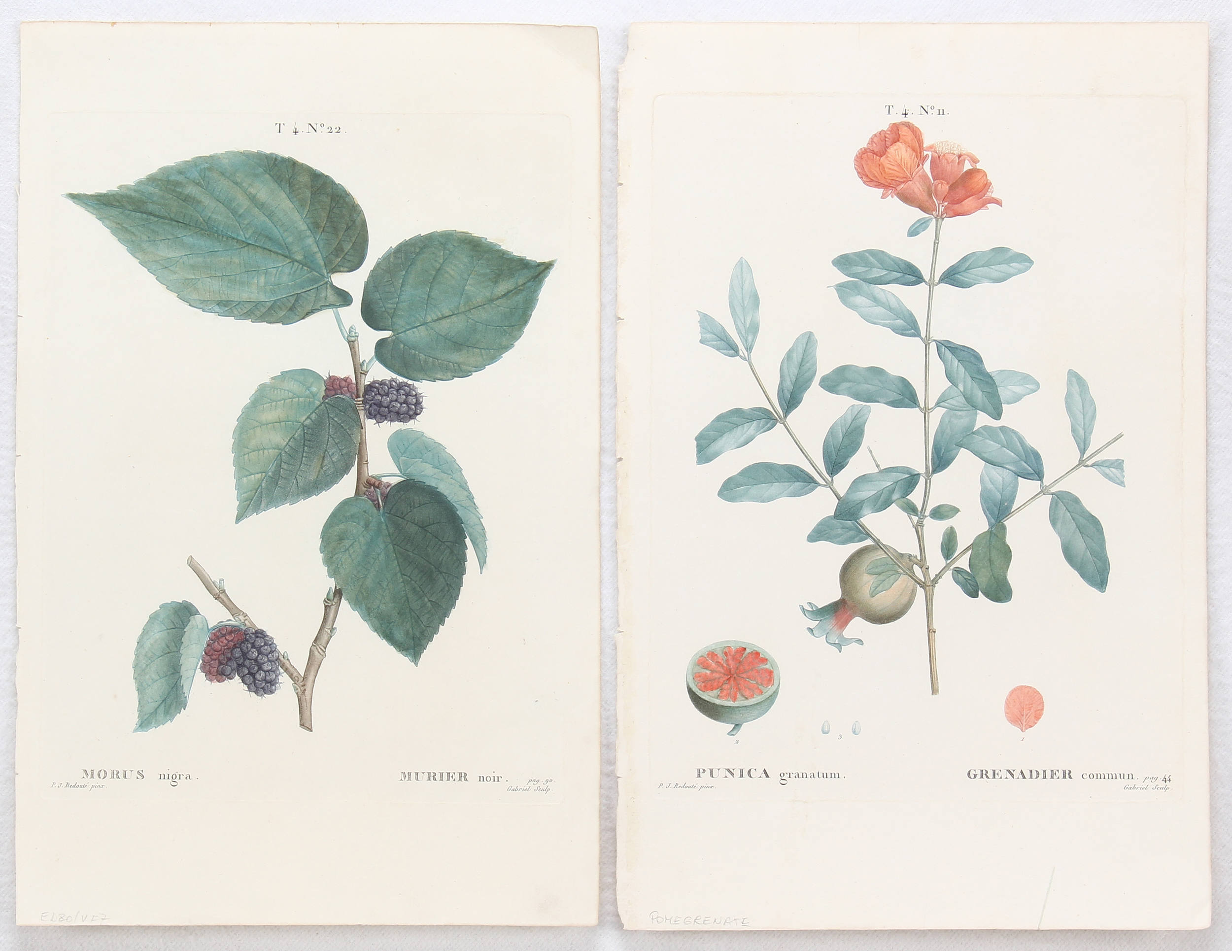 Früchte. 6 Bll. Redouté