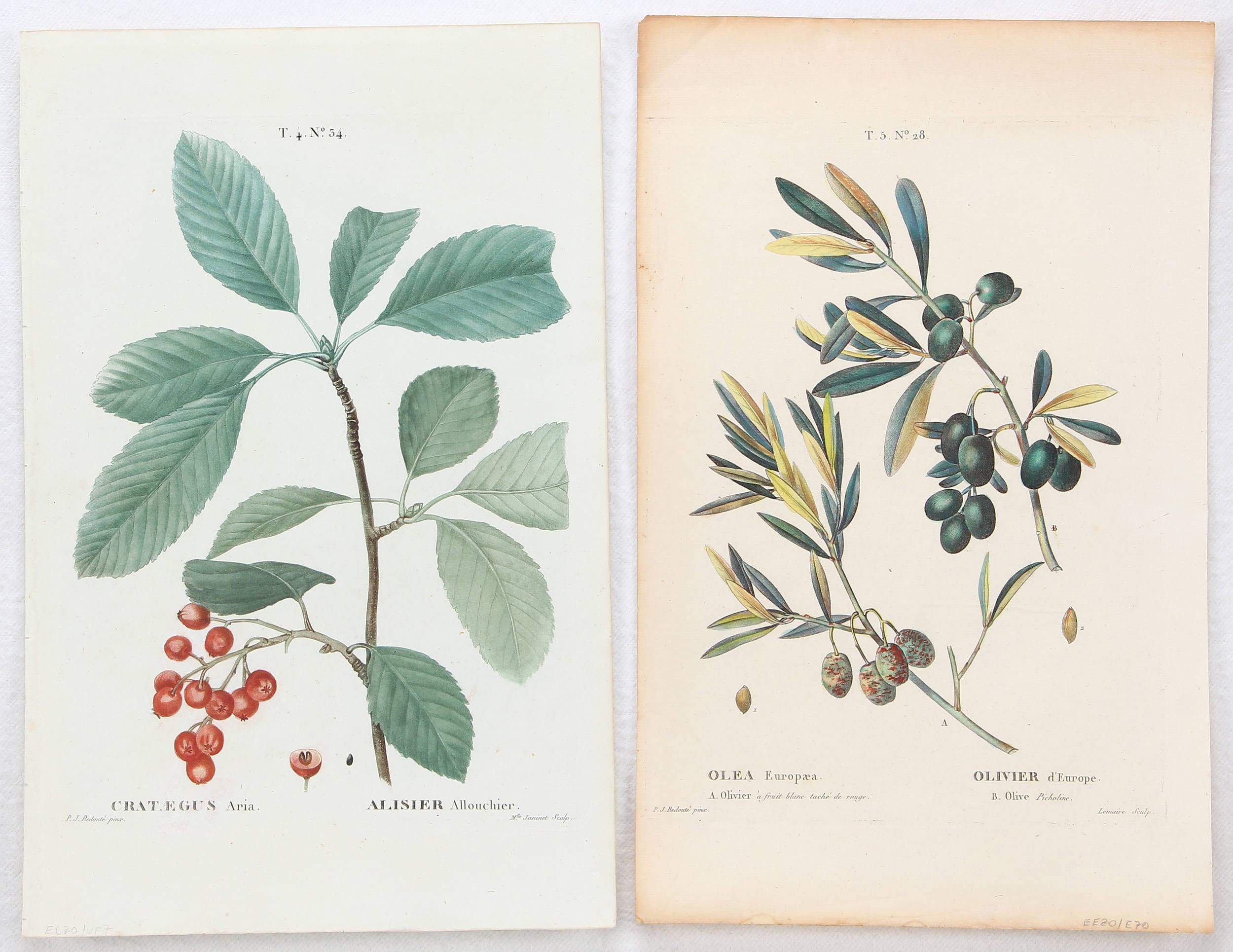 Früchte. 6 Bll. Redouté