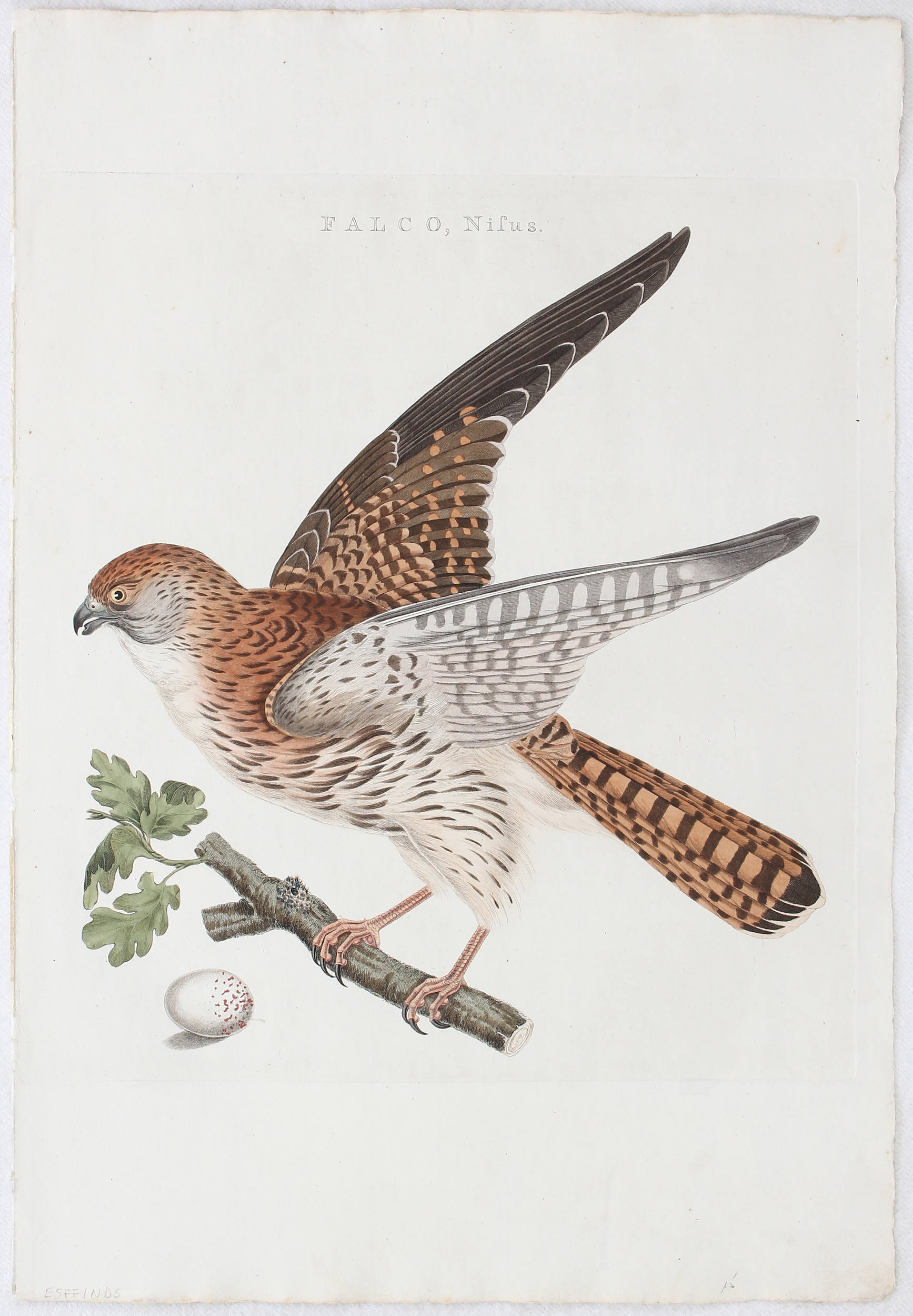 Vögel. 7 Bll. (Sepp-Nozeman)
