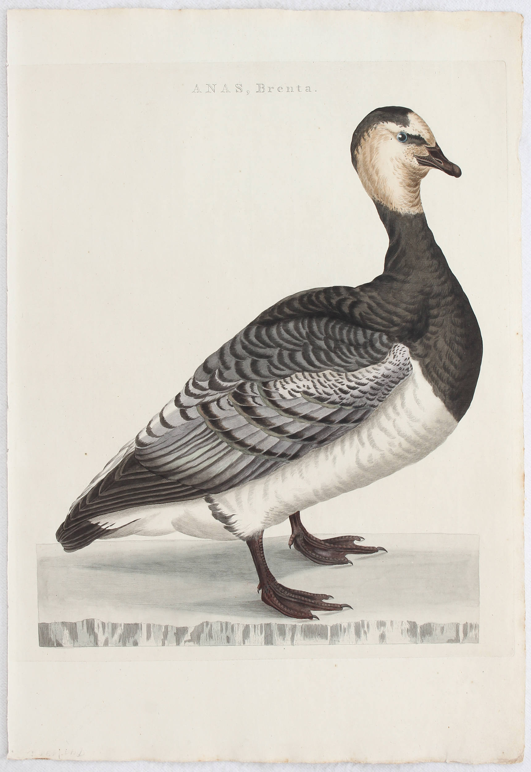 Vögel. 7 Bll. (Sepp-Nozeman)