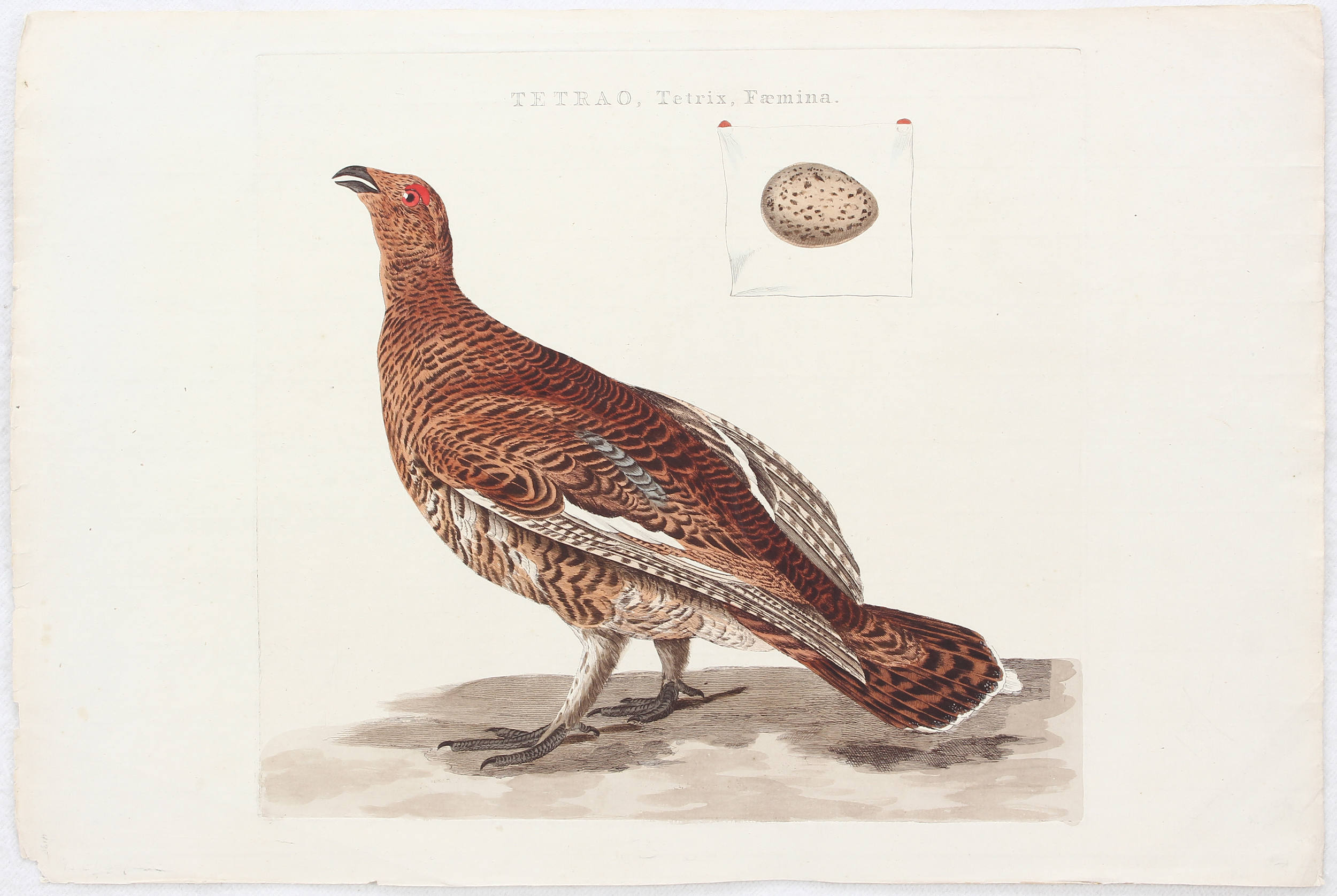 Vögel. 7 Bll. (Sepp-Nozeman)