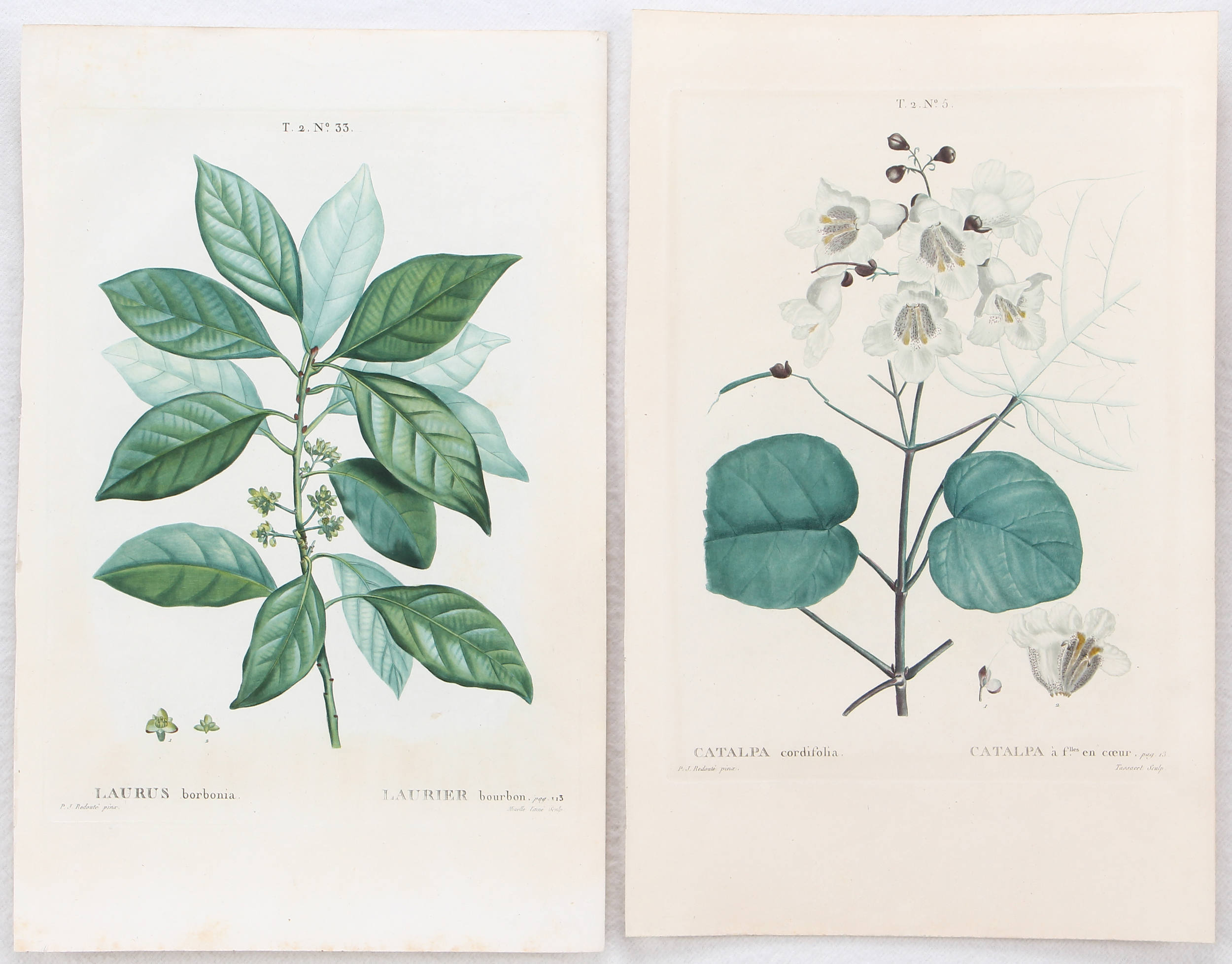 Blumen u. Pflanzen. 16 Bll. Redouté (-Rousseau)