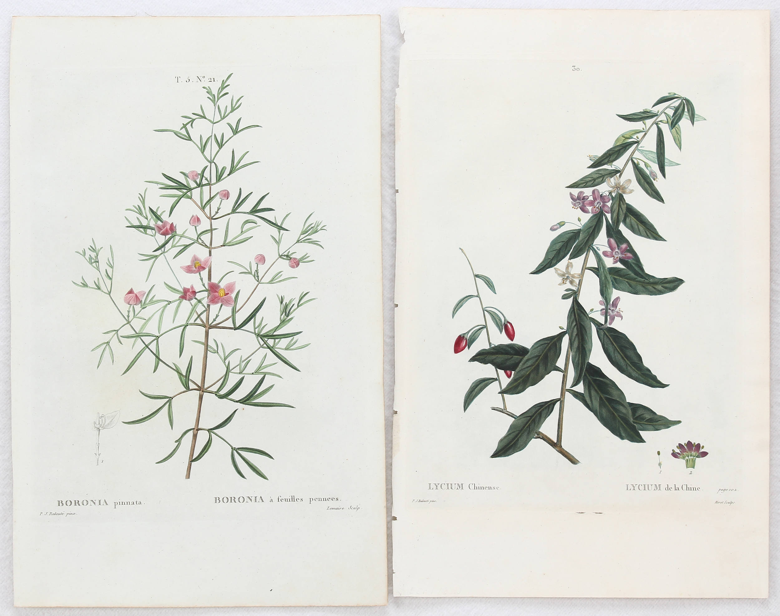 Blumen u. Pflanzen. 16 Bll. Redouté (-Rousseau)
