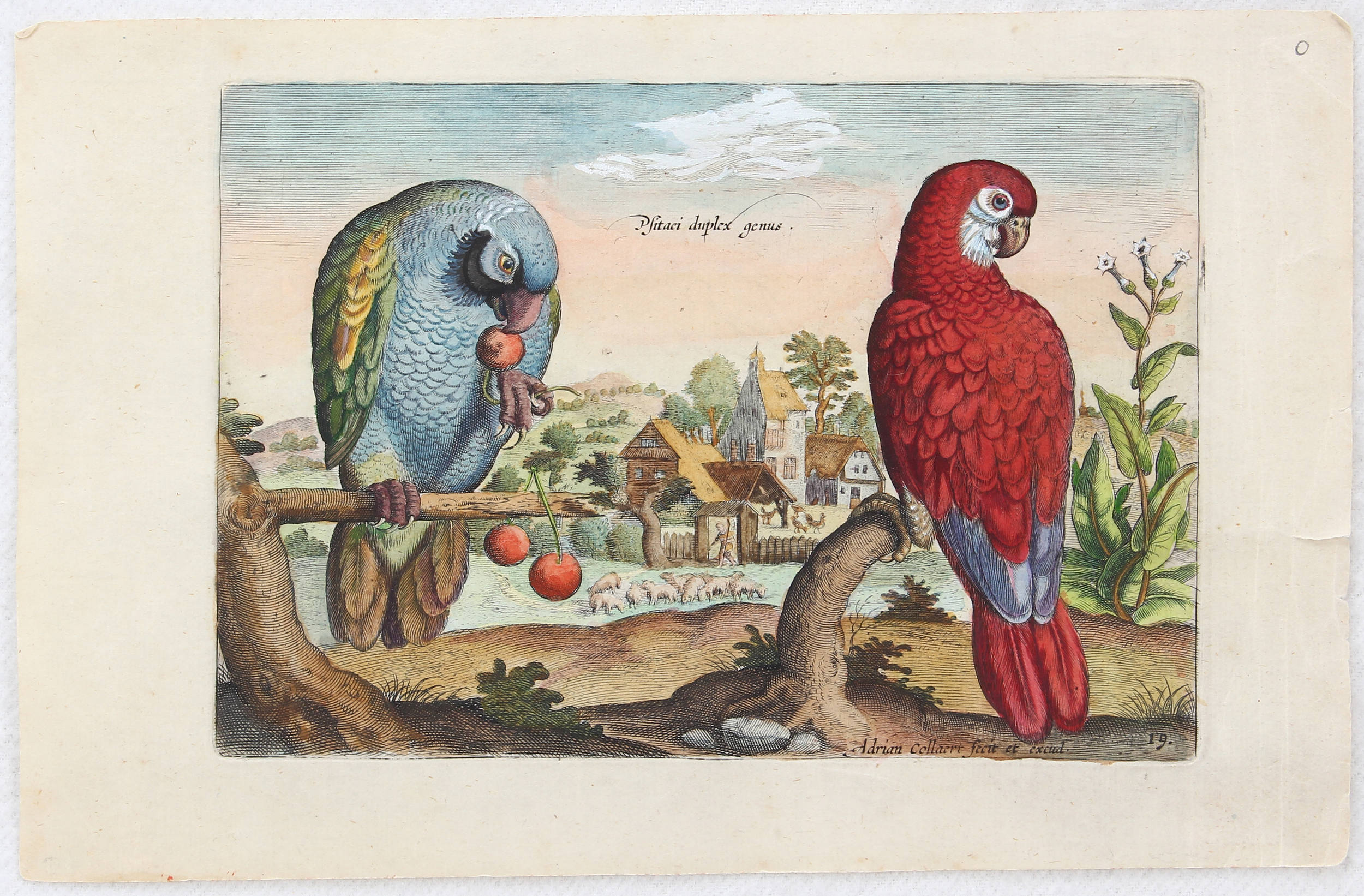 Vögel. 7 Bll. (Avium vivae)