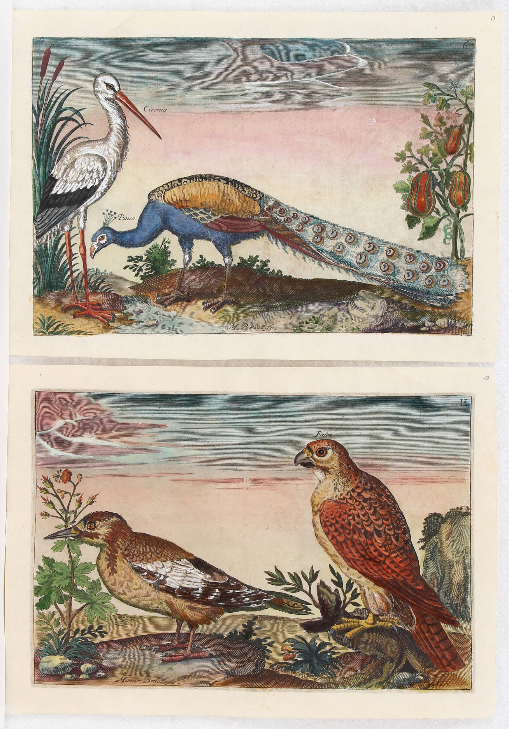 Vögel. 7 Bll. (Avium vivae)