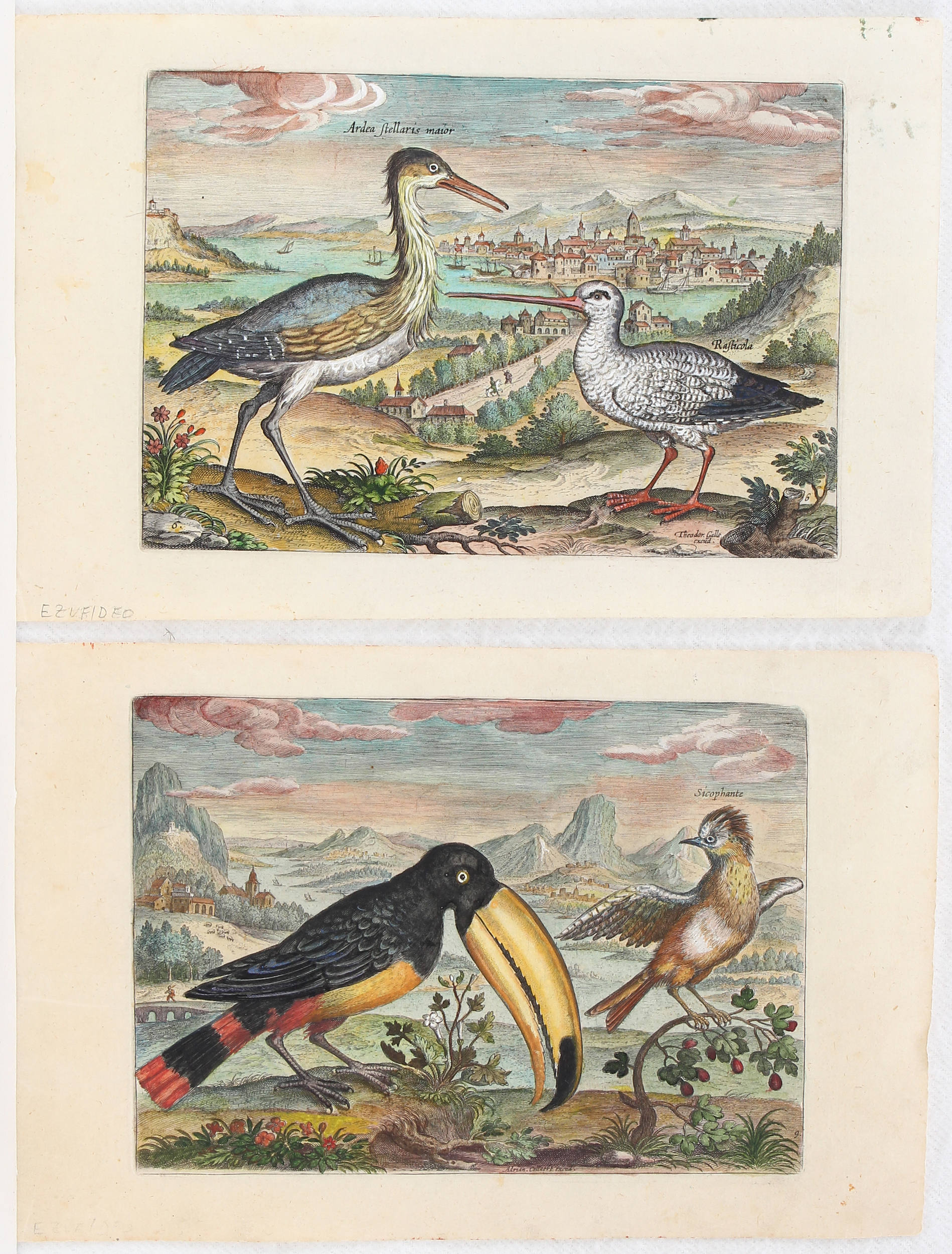 Vögel. 7 Bll. (Avium vivae)