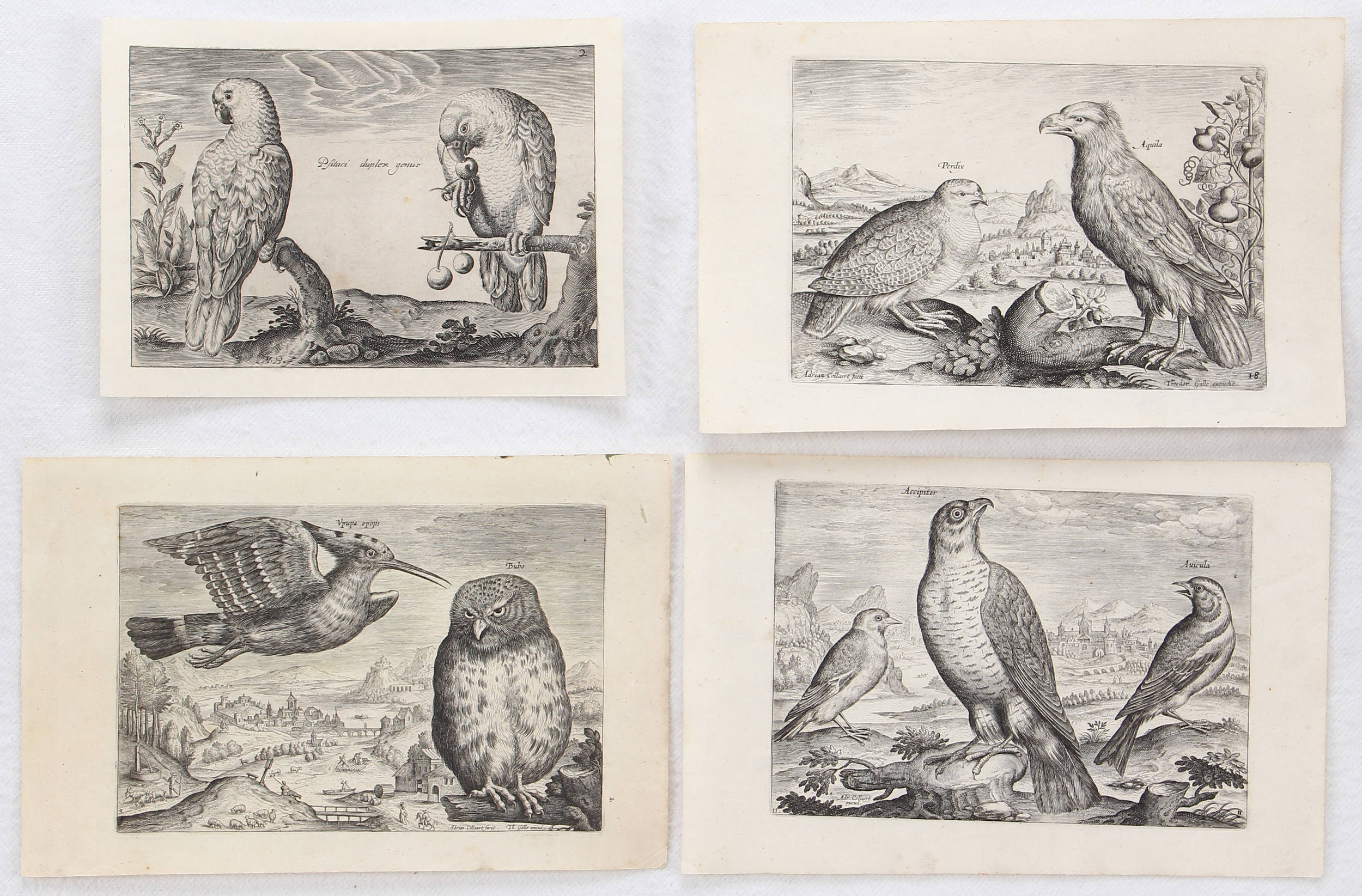 Vögel. 8 Bll. (Avium vivae)