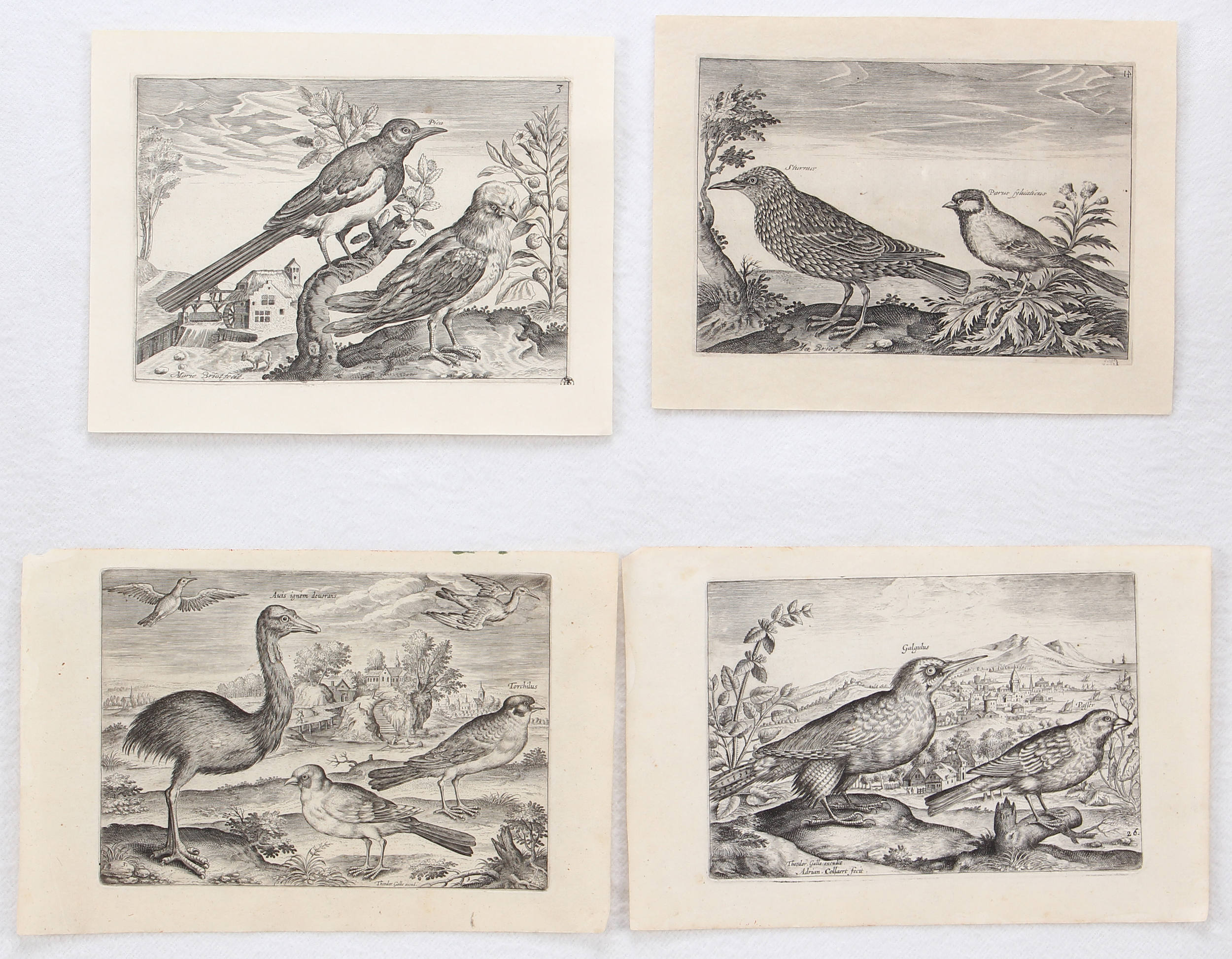 Vögel. 8 Bll. (Avium vivae)