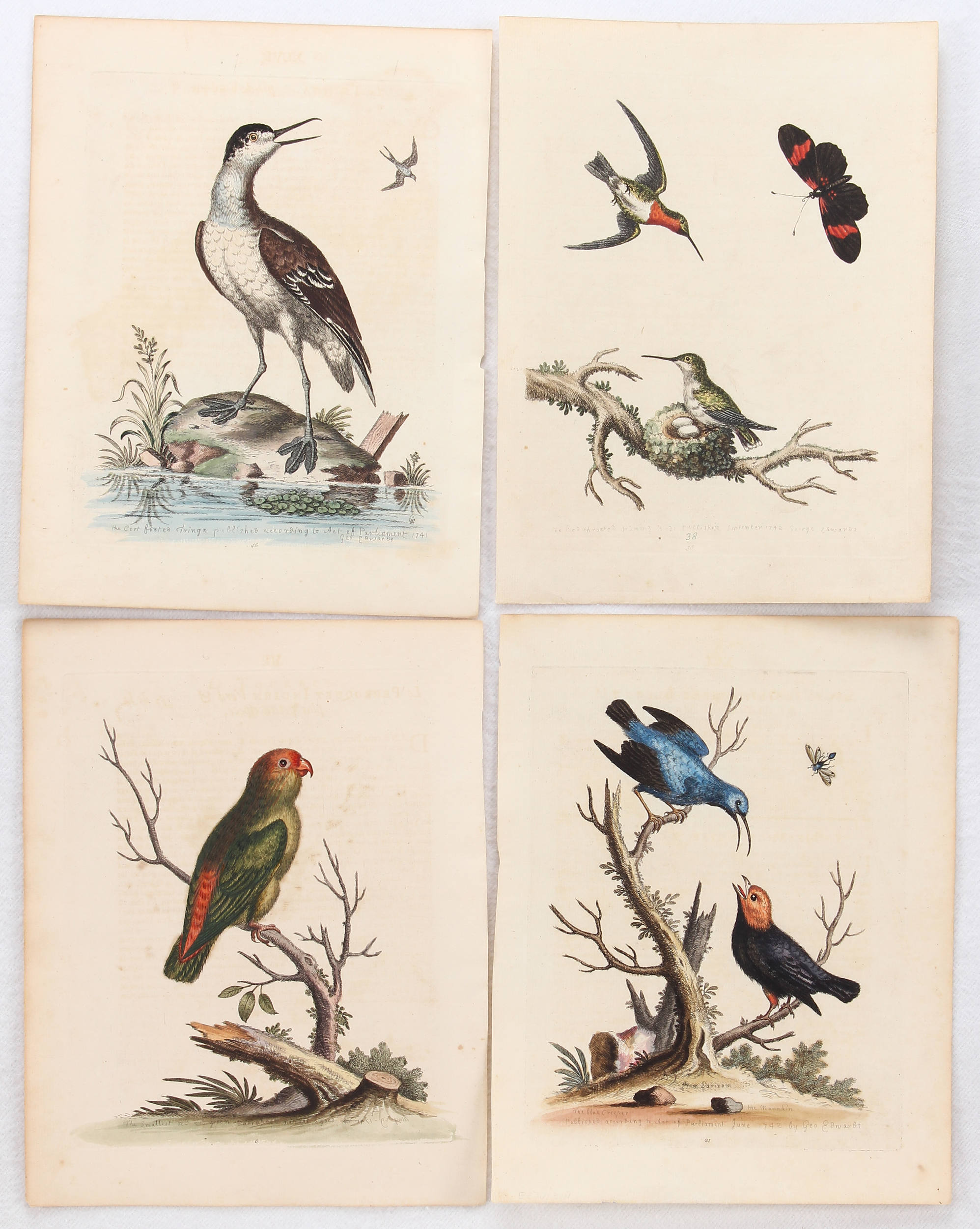 Vögel. 12 Bll. Edwards