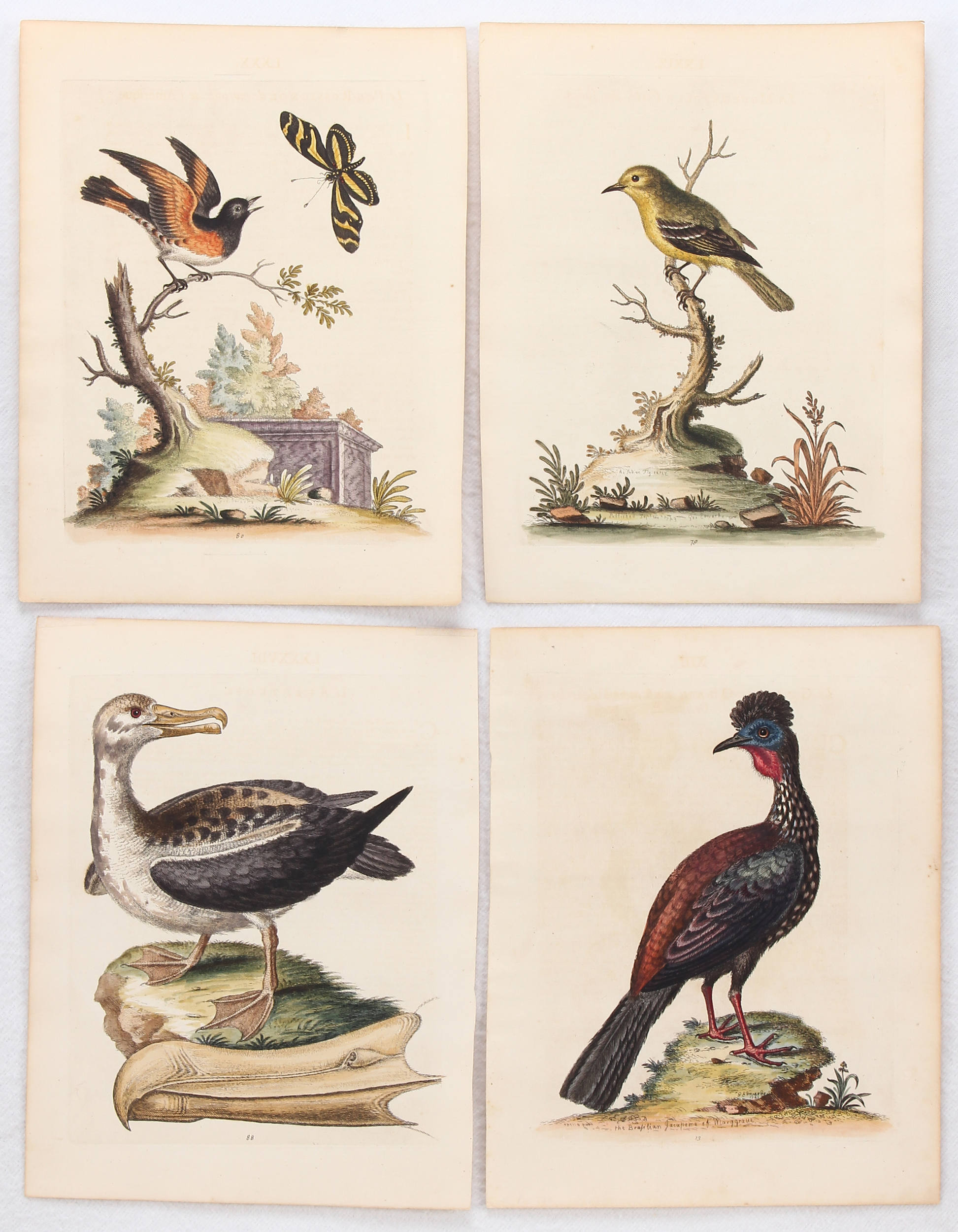 Vögel. 12 Bll. Edwards