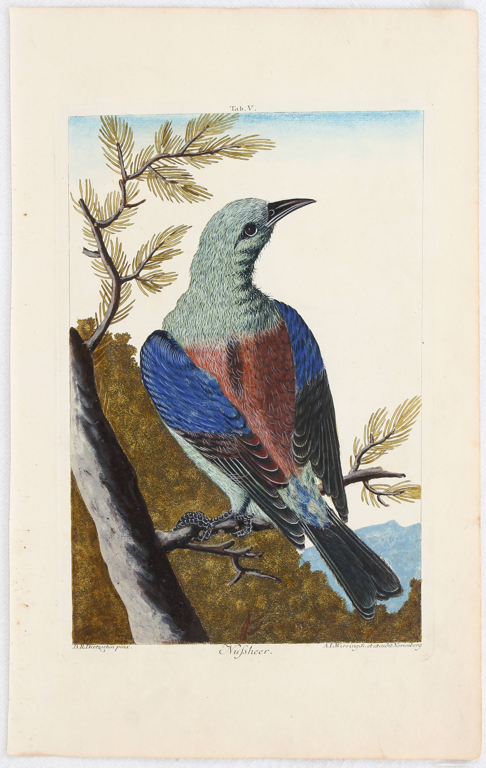 Vögel u. Nester. 10 Bll. Wirsing