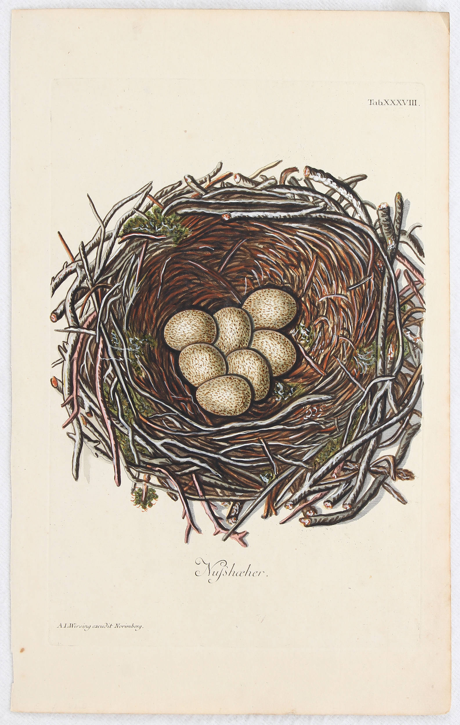 Vögel u. Nester. 10 Bll. Wirsing