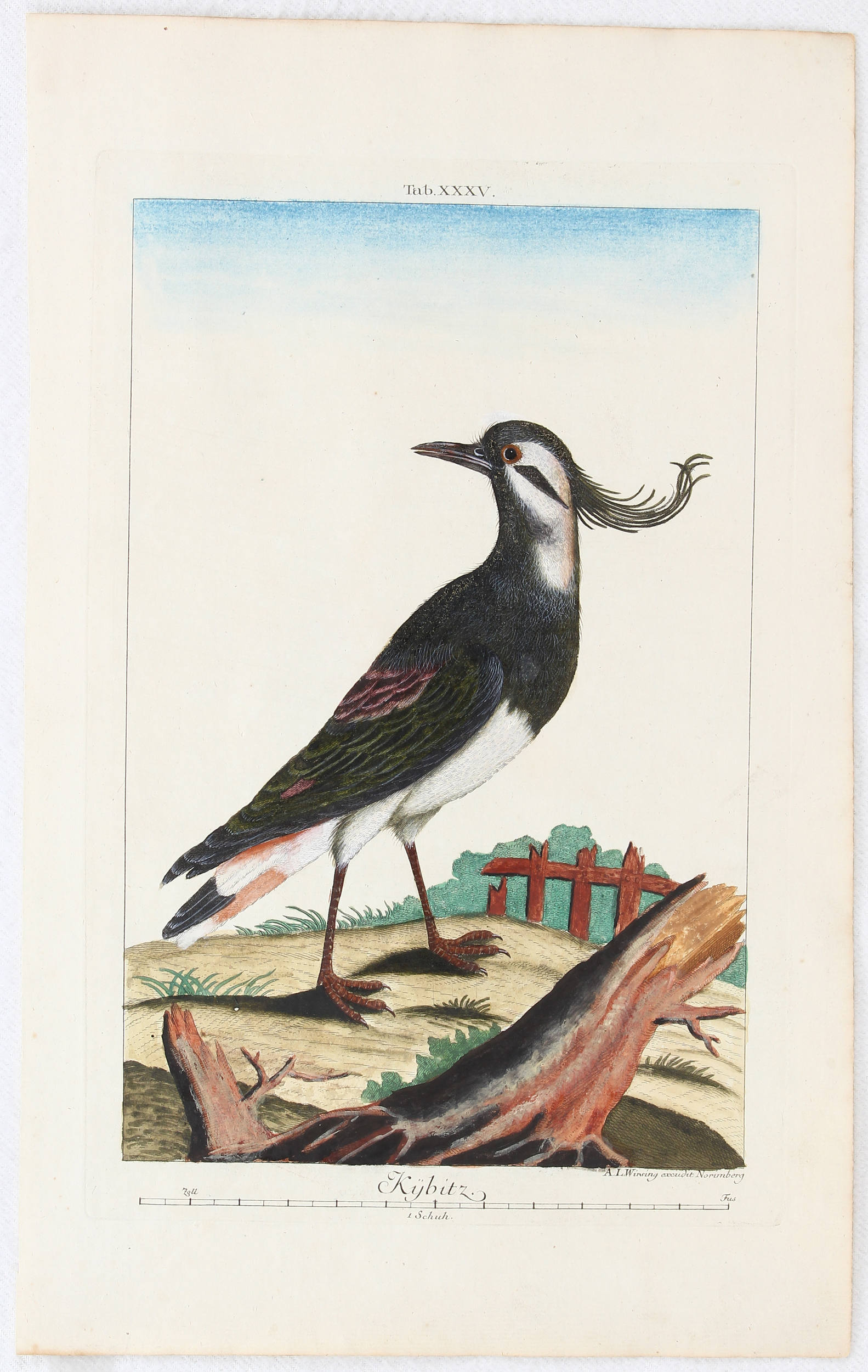 Vögel u. Nester. 10 Bll. Wirsing