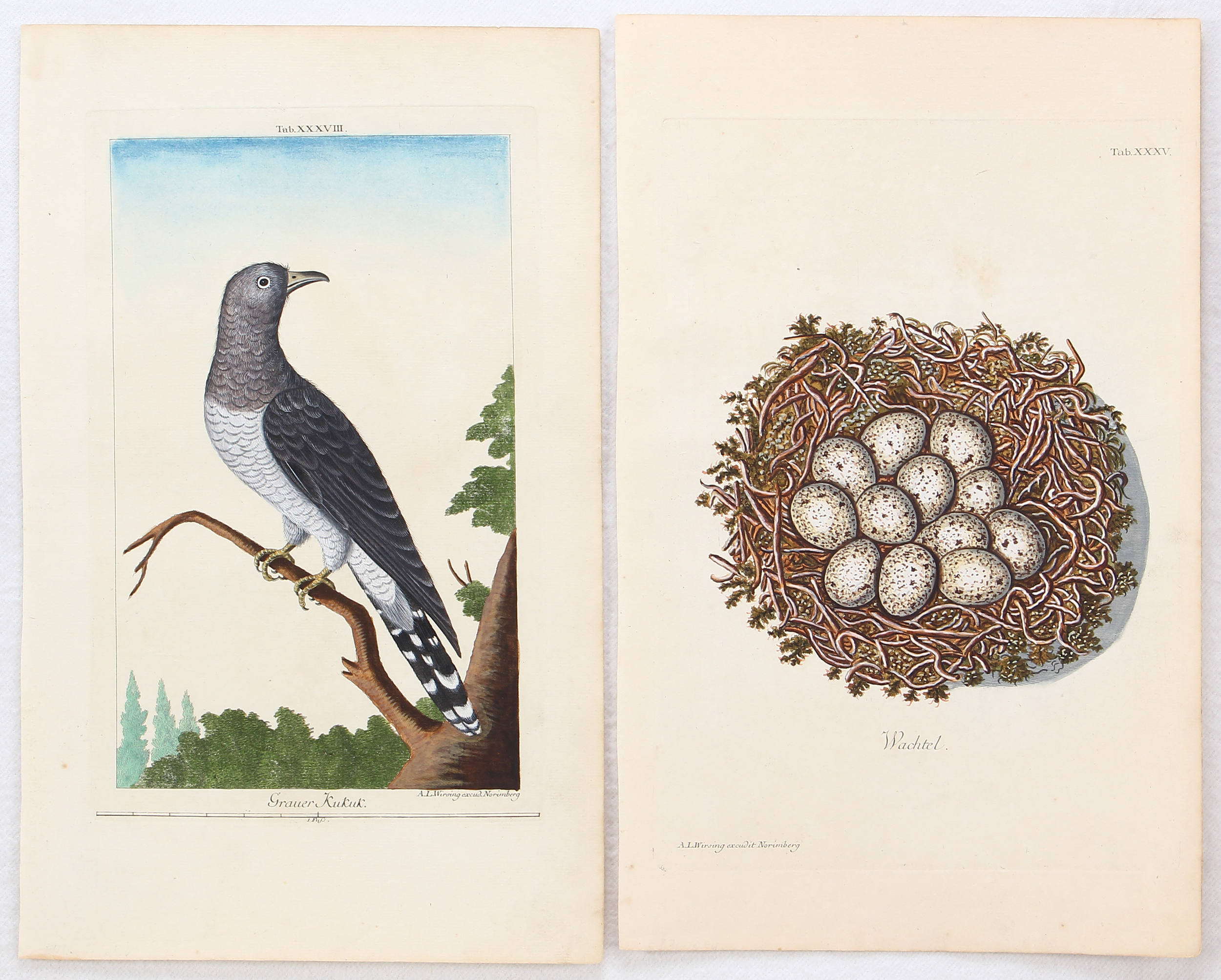 Vögel u. Nester. 23 Bll. Wirsing