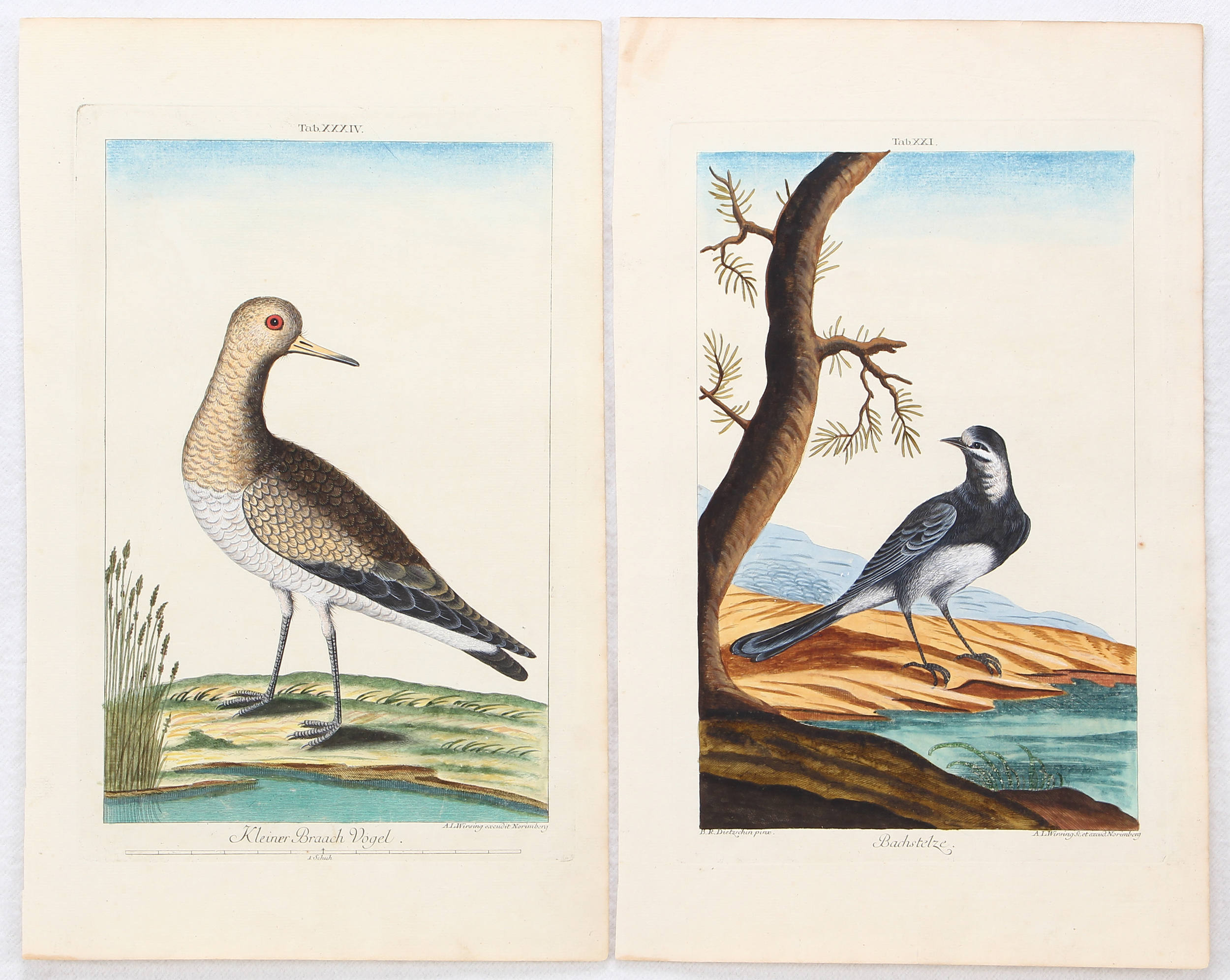 Vögel u. Nester. 23 Bll. Wirsing