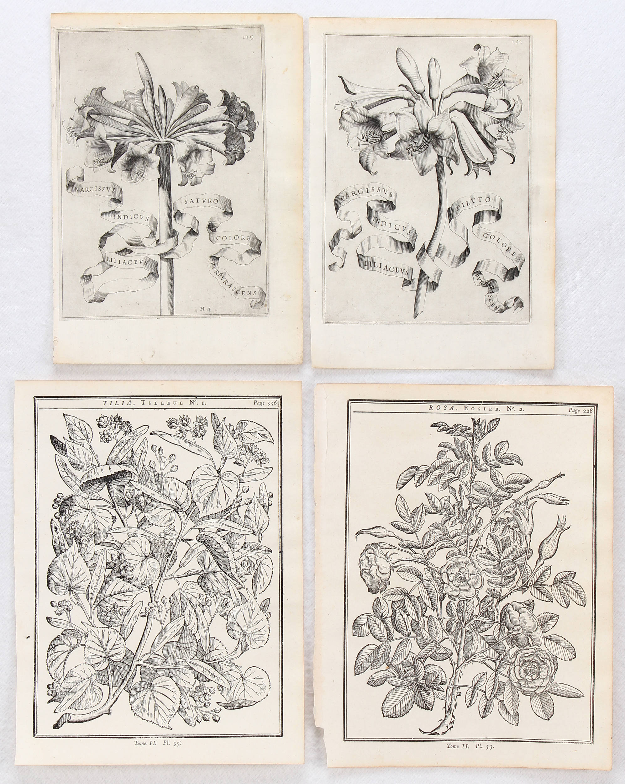 Blumen. 8 Bll. (Ferrari) / 28 Bll.