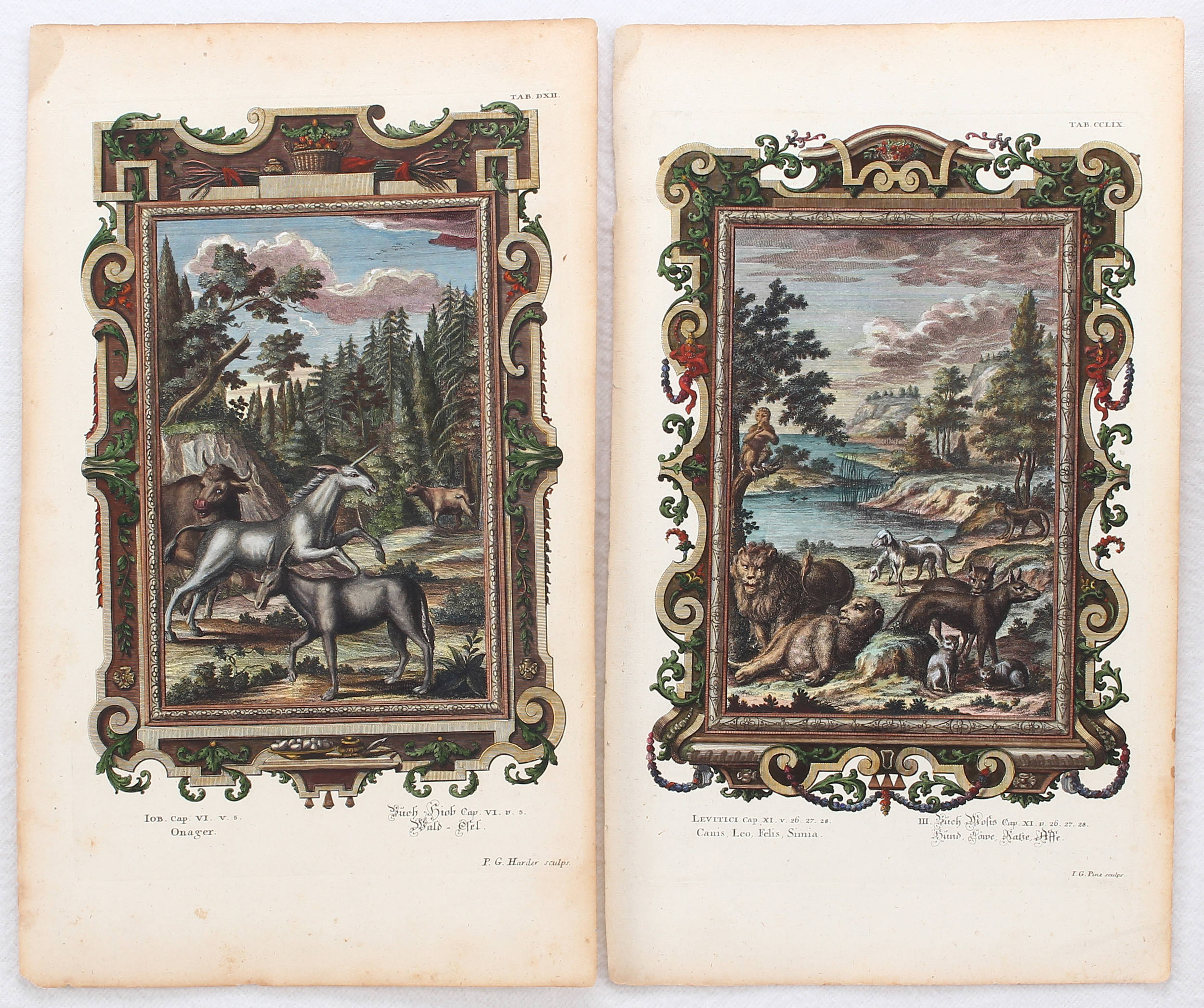 Scheuchzer. 18 Bll. Kupfer-Bibel