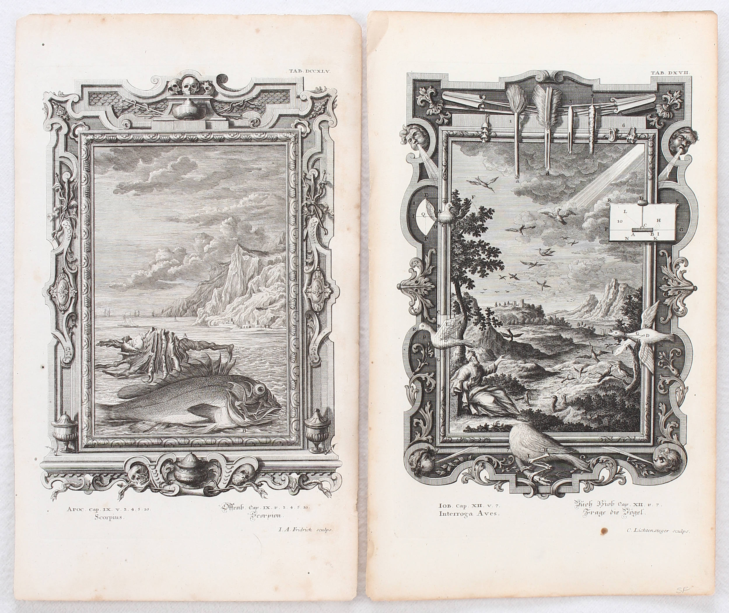 Scheuchzer. 40 Bll. Kupfer-Bibel