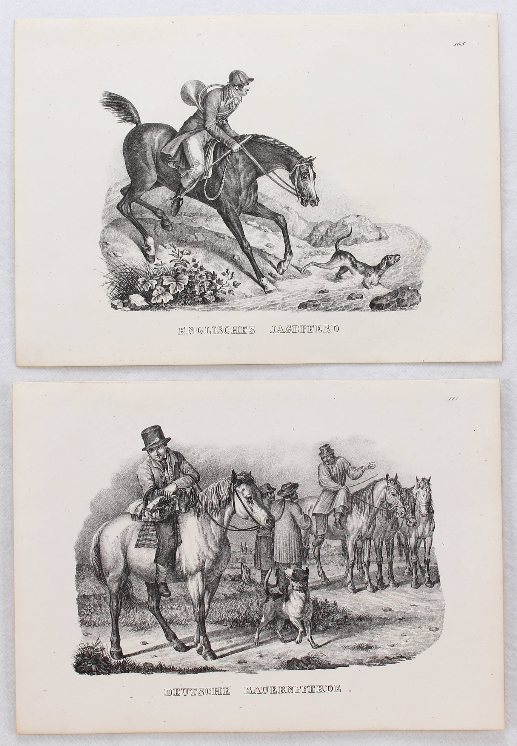 Pferde. 12 Bll. (Schinz)