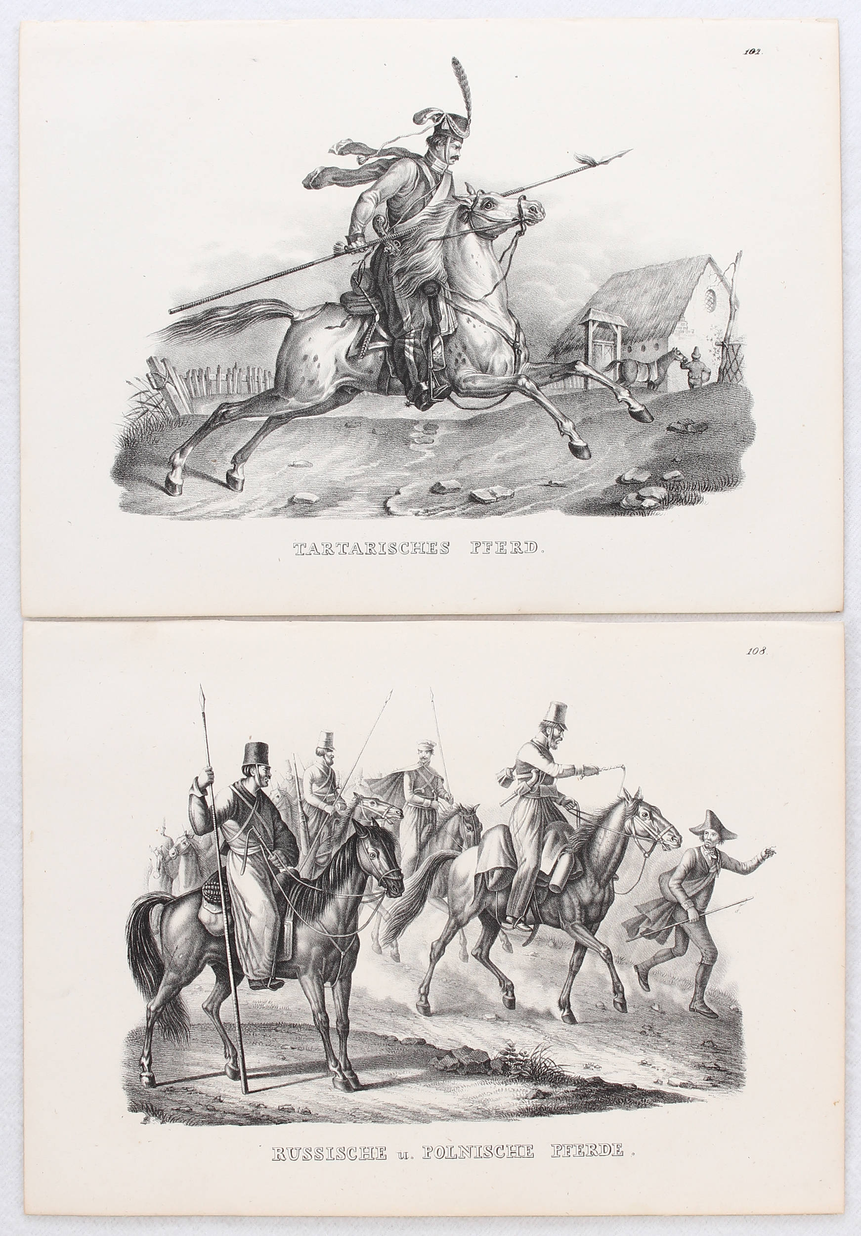 Pferde. 12 Bll. (Schinz)