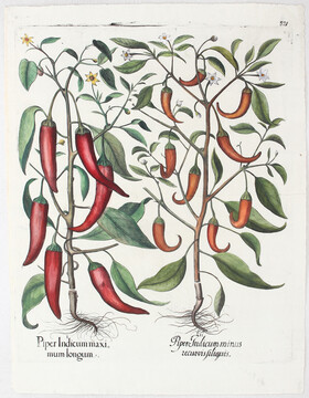 Besler, Piper Indicum maximum longum