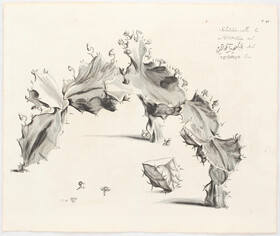 Blumen u. Pflanzen. 20 Bll. (Rheede)