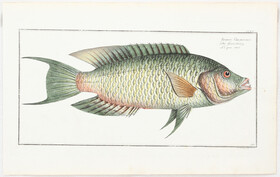 Fische. 3 Bll. (Bloch) /13 Bll.