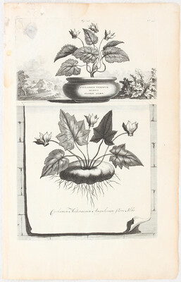 Blumen. 16 Bll. (Munting)