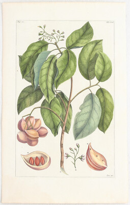 Blumen u. Pflanzen. 37 Bll. (Rumpf)