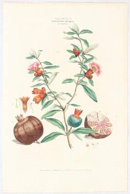 Blumen u. Pflanzen. 43 Bll. J. Miller