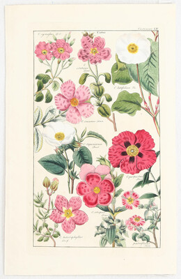 Blumen und Pflanzen. 55 Bll. (Dietrich)