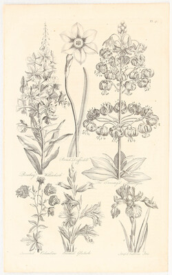 Blumen. 16 Bll. (Hill)