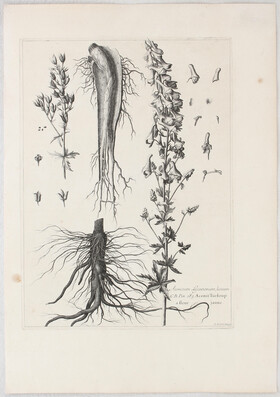 Blumen. 8 Bll. (Dodart) / 20 Bll.