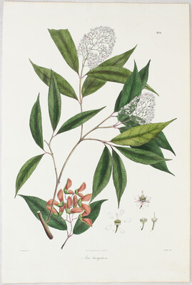 Blumen. 9 Bll. (Wallich) / 27 Bll.