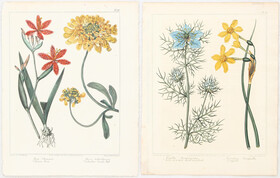 Blumen. 22 Bll. Edwards-Sansom