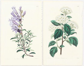 Blumen. 23 Bll. Hart-Watts / 57 Bll.