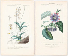 Blumen. 20 Bll. Turpin / 60 Bll.