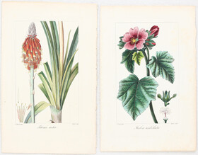 Blumen. 6 Bll. Bessa / 62 Bll.