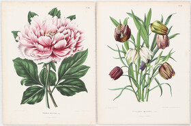 Blumen. 30 Bll. Wendel / 50 Bll.