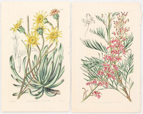 Blumen. 28 Bll. Curtis / 68 Bll.